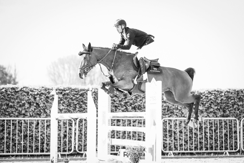Springpferd im Parcours